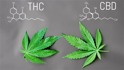 Kāda ir atšķirība starp THC un CBD
