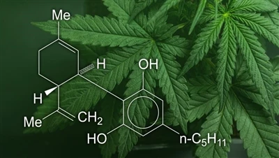 CBD, marihuāna un kaņepes: kāda ir atšķirība starp šiem kaņepju produktiem un...
