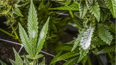 Kā atrast kvalitatīvus CBD produktus