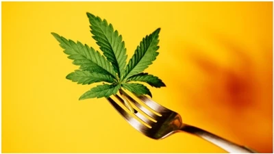 CBD   FAQ